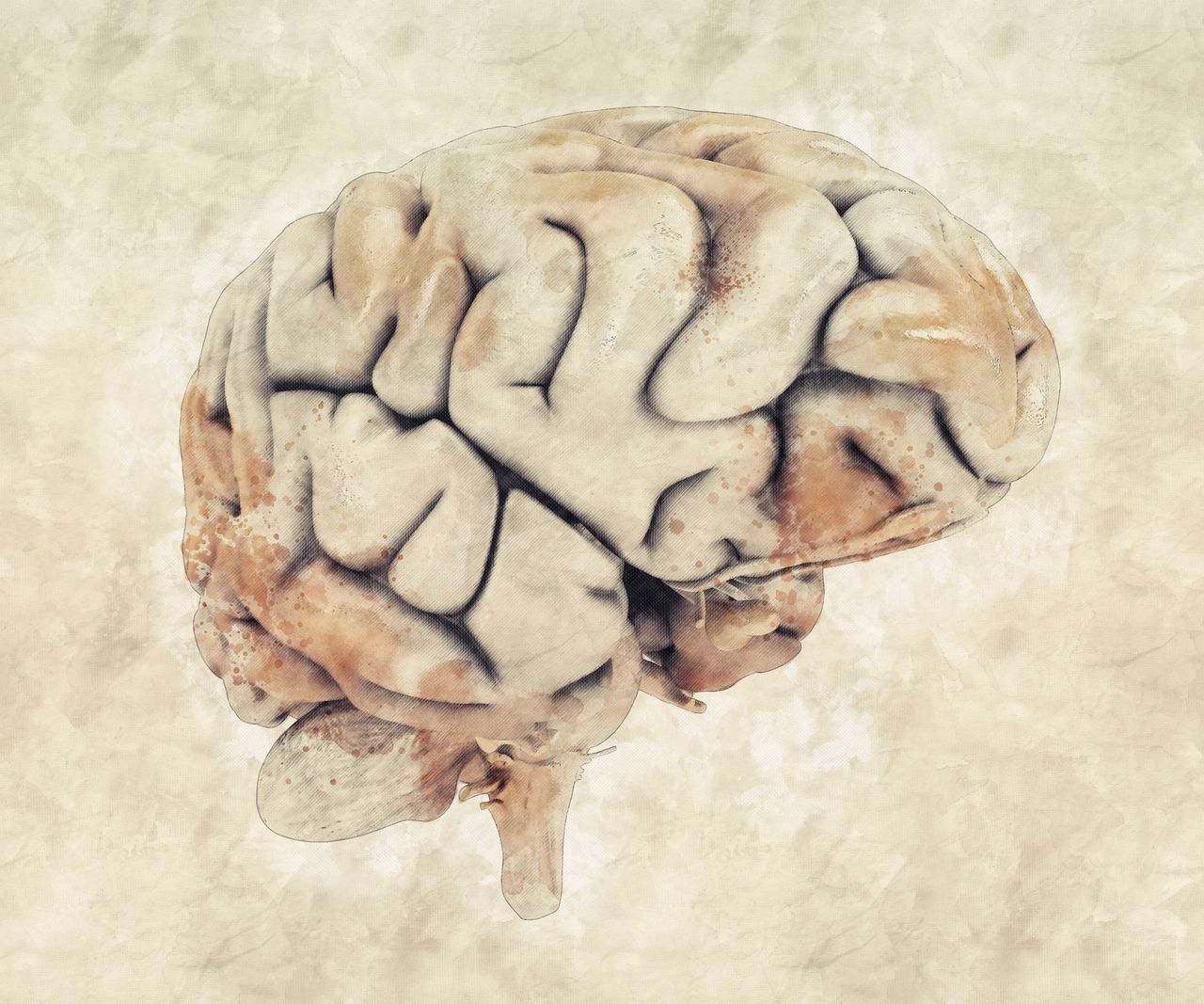 drawing of a brain