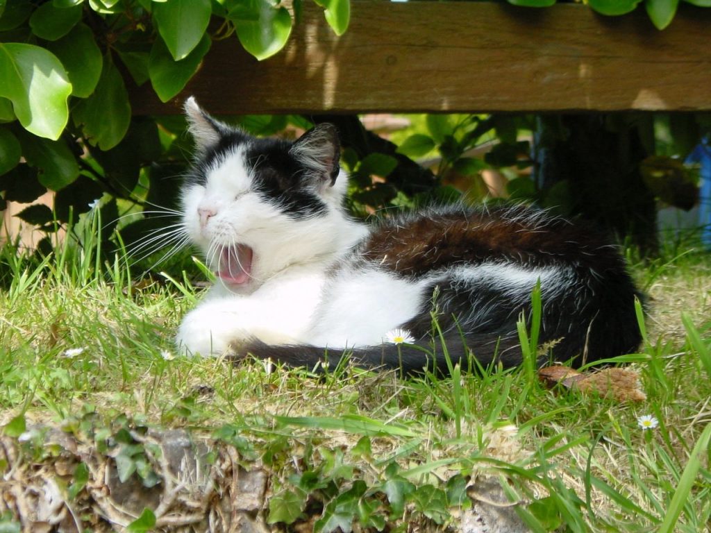 black and white cat yawning